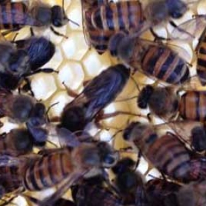 蜜蜂为什么要保护蜂王？
