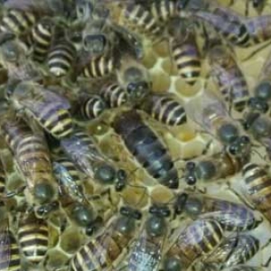 没有蜂王的蜂群能活多久？