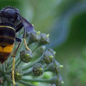 葫芦蜂冬天会自己死吗？