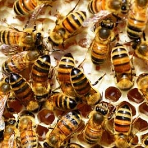 蜜蜂属于冬眠动物吗？