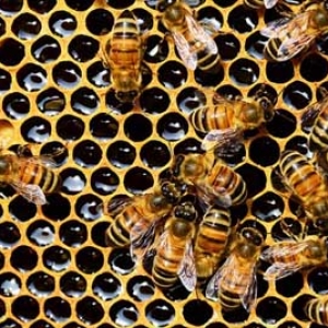蜜蜂冬天死亡的原因有哪些？