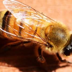 蜜蜂春季怎么管理？