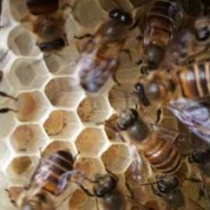 蜜蜂冬天几天喂一次？