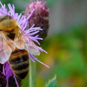 蜜蜂的外形特征有哪些？