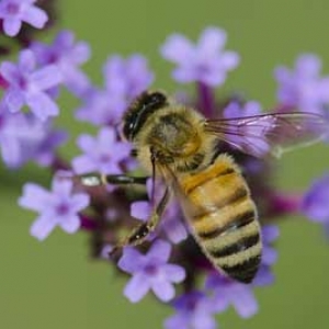 蜜蜂几条腿和几对翅膀？