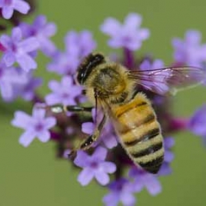 被蜜蜂蛰了抹牙膏有用吗？