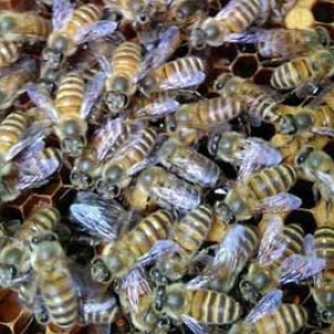 500只中蜂蛋群还能养活吗？
