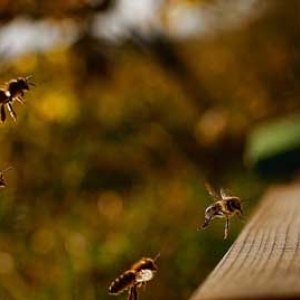 蜜蜂什么时候开始秋繁？