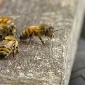 蜜蜂春季怎样繁殖最快？