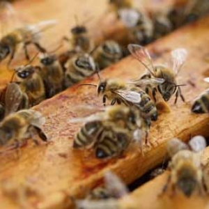 蜜蜂春繁诀窍有哪些？