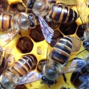 冬季大量死蜂怎么回事？