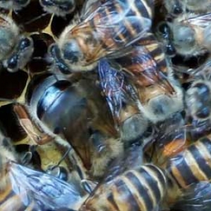 蜜蜂冬天不保暖能过冬吗？