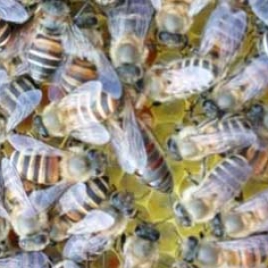 冬天中蜂为什么很多死在蜂箱里？