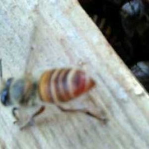 冬天蜜蜂不缺蜜为什么整箱死？