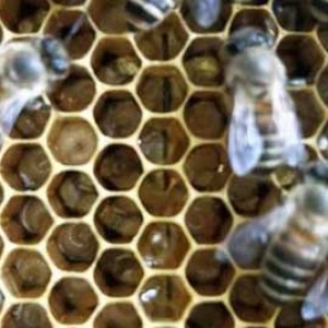 中蜂怎样秋繁快速繁蜂？