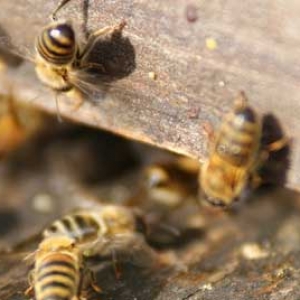 蜜蜂秋繁可以加巢脾吗？