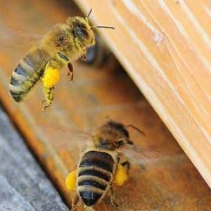 蜜蜂秋繁几脾开繁最合适？