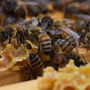 蜜蜂怎么秋繁速度更快？