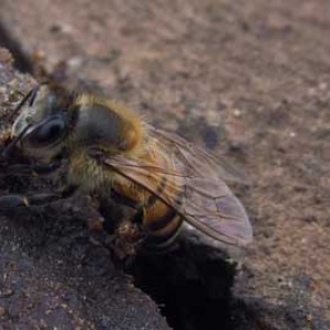 江西蜜蜂秋繁什么时候开始？
