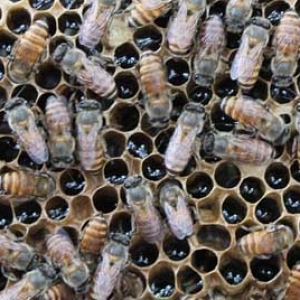 海南蜜蜂秋繁什么时候结束？