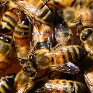 蜜蜂秋繁是什么意思？