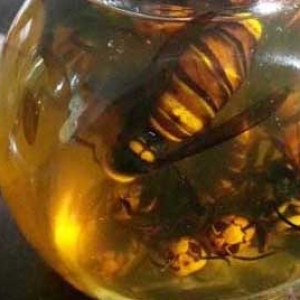 虎头蜂酒一次喝多少？