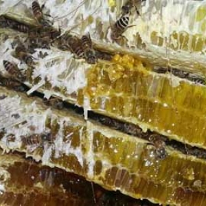 土蜂什么时候割蜜最好？