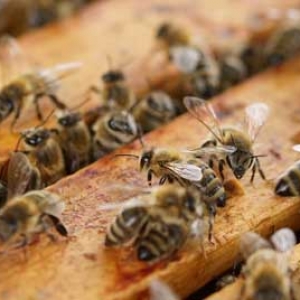 蜜蜂几月份开始秋繁？