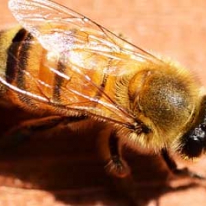 蜜蜂零下20度会冻死吗？