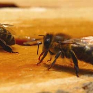 蜜蜂的寿命一般有多长？