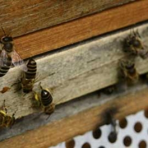 一群蜜蜂有多少侦查蜂？