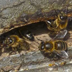 养意蜂和中蜂要离多远？