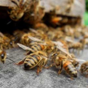 怎样辨认中蜂还是意蜂？