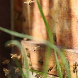 怎样从箱外观察蜜蜂失王表现？