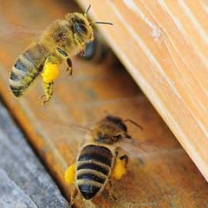 蜜蜂最怕什么味道会跑？