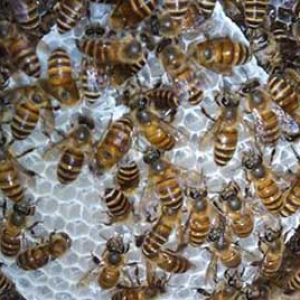 蜜蜂越冬怎么保温？