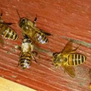 中蜂怎样预防盗蜂？