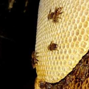 中蜂和意蜂有哪些不同？