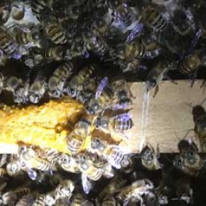 中蜂冬季管理的重点是什么？