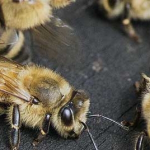 怎样确保蜂群安全越冬？