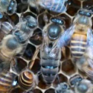 越冬期怎样检查蜂群？