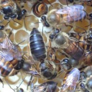 怎样繁殖越冬蜜蜂最好？