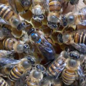 怎样将两只有蜂王的蜜蜂合群？
