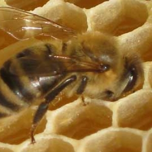 蜜蜂的信息素主要有哪些？