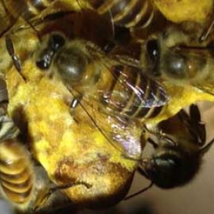 蜜蜂自然分蜂的原因有哪些？