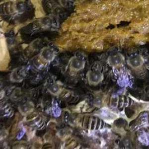中蜂越冬期能喂饲料吗？