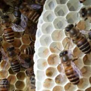 中蜂几框蜂可以安全越冬？