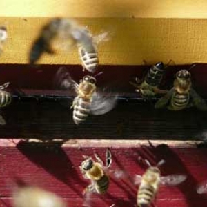 什么是蜜蜂闹巢？