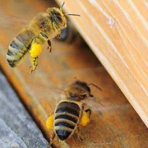 蜜蜂一般什么时候分蜂？