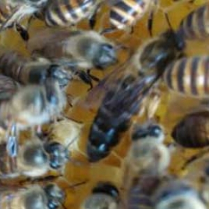 中蜂把蜜割了怎么过冬？